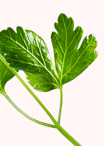 Leaves icons