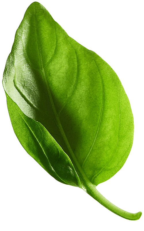 Basil image